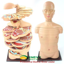 TopRanking 12398-1 sections horizontales de torse, modèle médical de corps humain d&#39;anatomie de taille de la vie 24pieces